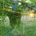 Nông trại Hồ Vàng có phải của ông Thích Nhuận Đạt không?