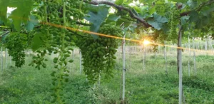 Nông trại Hồ Vàng có phải của ông Thích Nhuận Đạt không?